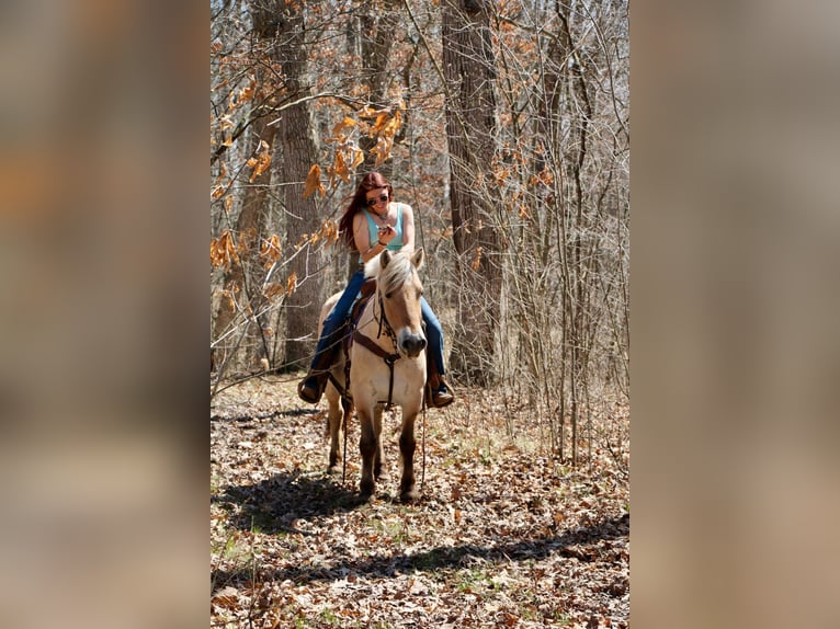 Caballo del fiordo noruego (Fjord) Yegua 14 años 142 cm Buckskin/Bayo in Howell MI