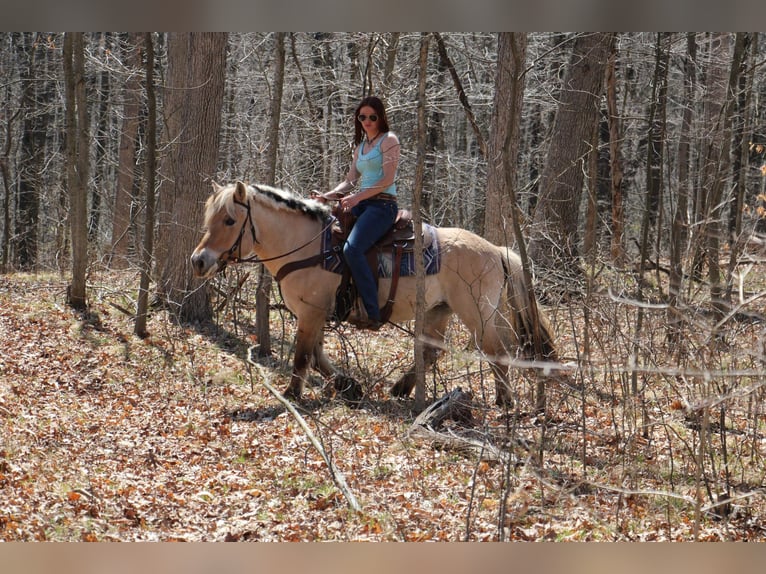 Caballo del fiordo noruego (Fjord) Yegua 14 años 142 cm Buckskin/Bayo in Howell MI