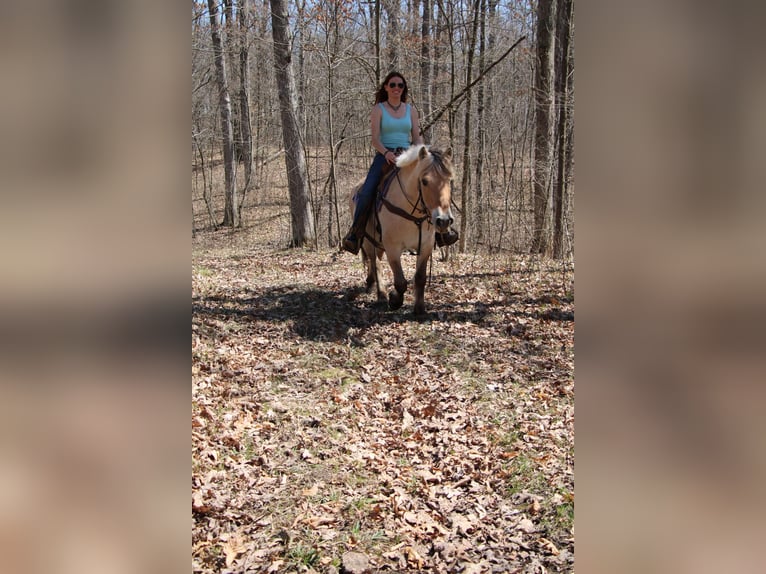 Caballo del fiordo noruego (Fjord) Yegua 14 años 142 cm Buckskin/Bayo in Howell MI