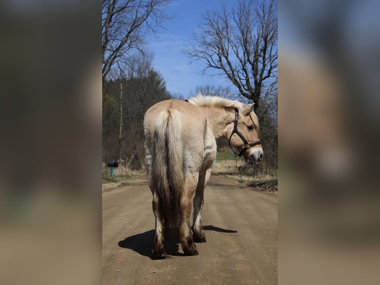 Caballo del fiordo noruego (Fjord) Yegua 14 años 142 cm Buckskin/Bayo in Howell MI