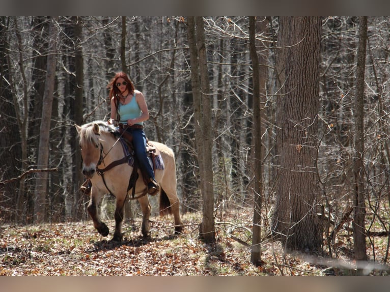 Caballo del fiordo noruego (Fjord) Yegua 14 años 142 cm Buckskin/Bayo in Howell MI