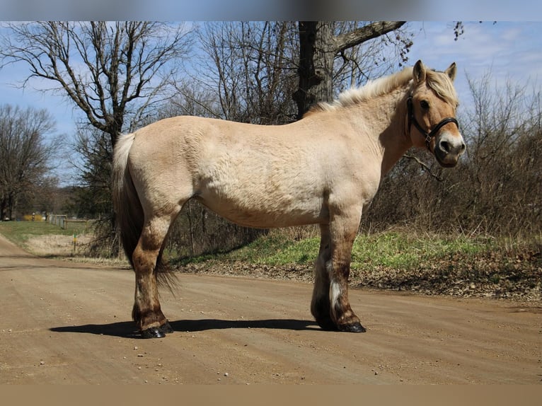 Caballo del fiordo noruego (Fjord) Yegua 14 años 142 cm Buckskin/Bayo in Howell MI