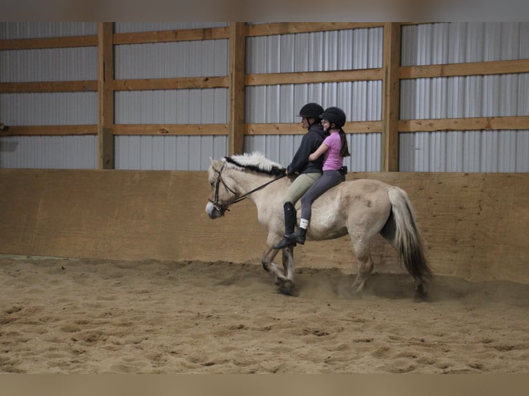 Caballo del fiordo noruego (Fjord) Yegua 14 años 142 cm Buckskin/Bayo in Howell MI