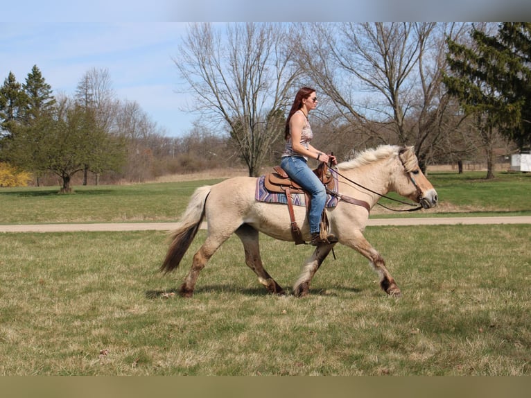 Caballo del fiordo noruego (Fjord) Yegua 14 años 142 cm Buckskin/Bayo in Howell MI