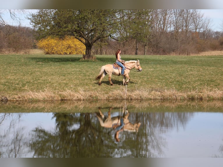 Caballo del fiordo noruego (Fjord) Yegua 14 años 142 cm Buckskin/Bayo in Howell MI