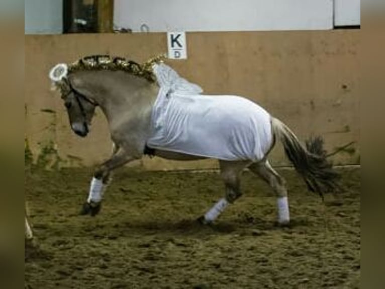 Caballo del fiordo noruego (Fjord) Yegua 14 años 143 cm Bayo in Krefeld