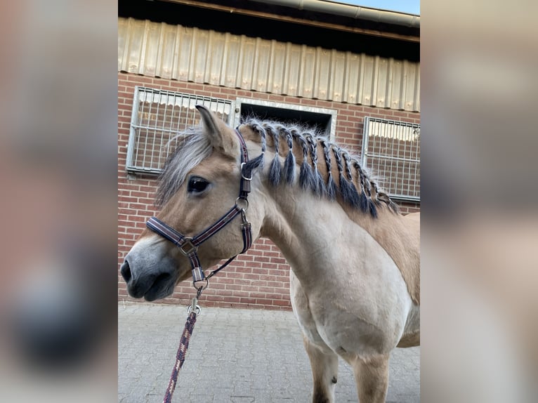 Caballo del fiordo noruego (Fjord) Yegua 14 años 143 cm Bayo in Krefeld