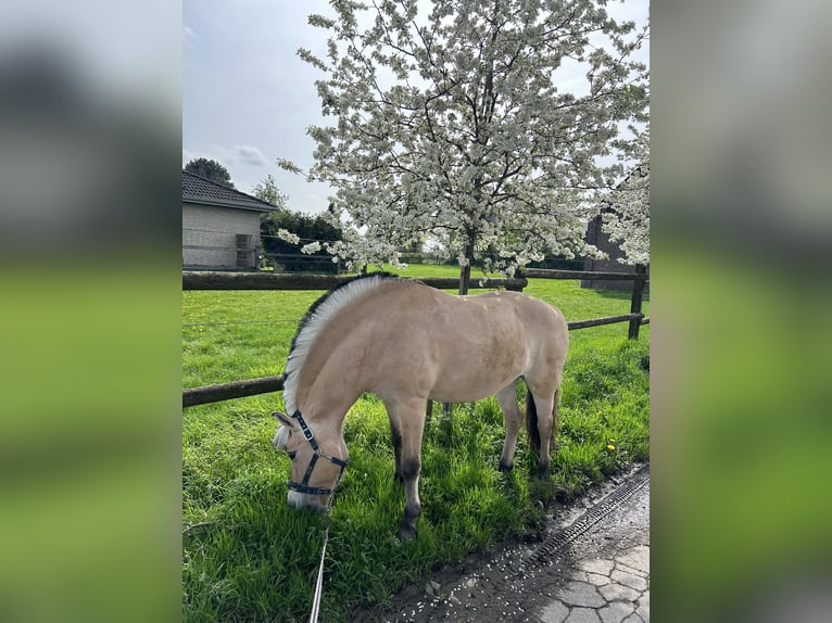 Caballo del fiordo noruego (Fjord) Yegua 14 años 143 cm Bayo in Krefeld