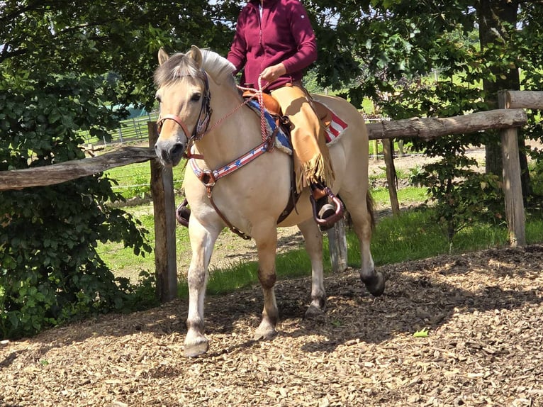 Caballo del fiordo noruego (Fjord) Yegua 14 años 149 cm Bayo in Linkenbach