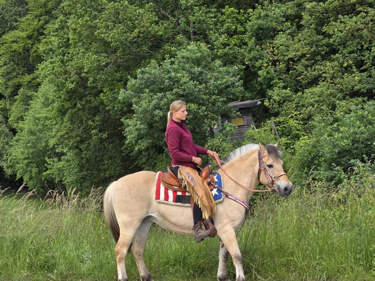 Caballo del fiordo noruego (Fjord) Yegua 14 años 149 cm Bayo in Linkenbach