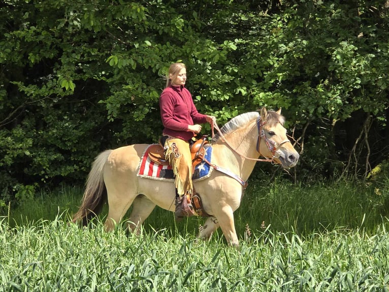 Caballo del fiordo noruego (Fjord) Yegua 14 años 149 cm Bayo in Linkenbach