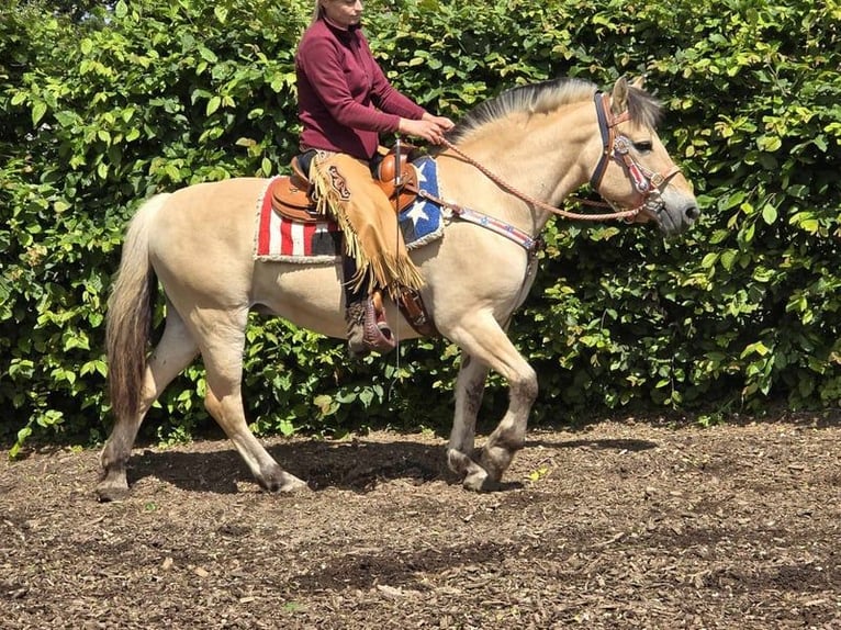 Caballo del fiordo noruego (Fjord) Yegua 14 años 149 cm Bayo in Linkenbach