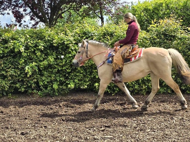 Caballo del fiordo noruego (Fjord) Yegua 14 años 149 cm Bayo in Linkenbach