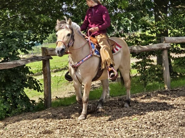 Caballo del fiordo noruego (Fjord) Yegua 14 años 149 cm Bayo in Linkenbach