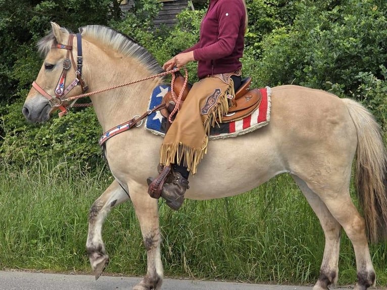 Caballo del fiordo noruego (Fjord) Yegua 14 años 149 cm Bayo in Linkenbach