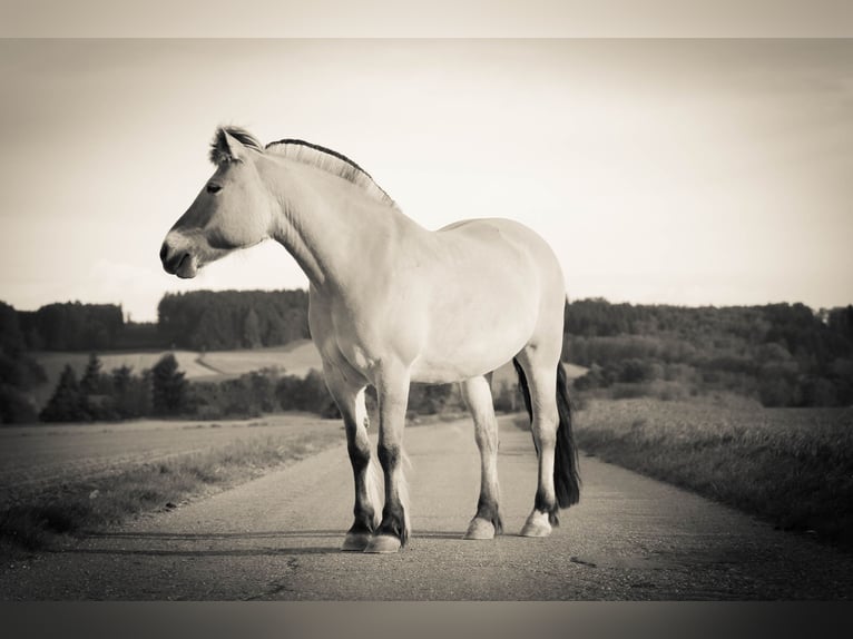 Caballo del fiordo noruego (Fjord) Yegua 16 años 141 cm Bayo in Neumarkt-Sankt Veit