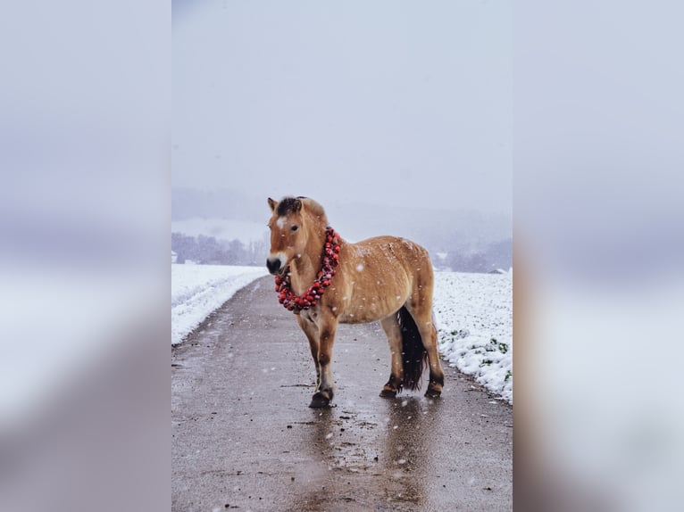 Caballo del fiordo noruego (Fjord) Yegua 16 años 141 cm Bayo in Neumarkt-Sankt Veit