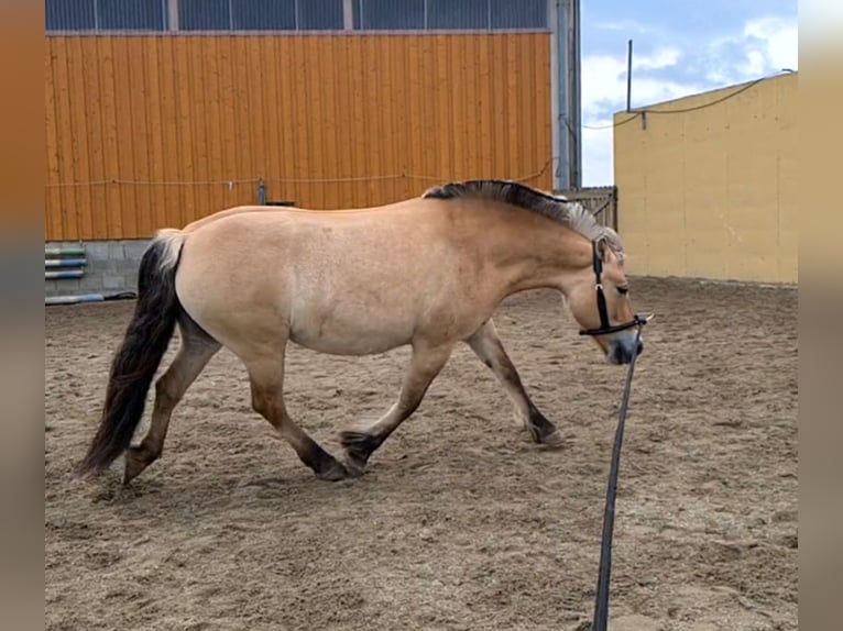 Caballo del fiordo noruego (Fjord) Yegua 16 años 141 cm Bayo in Neumarkt-Sankt Veit