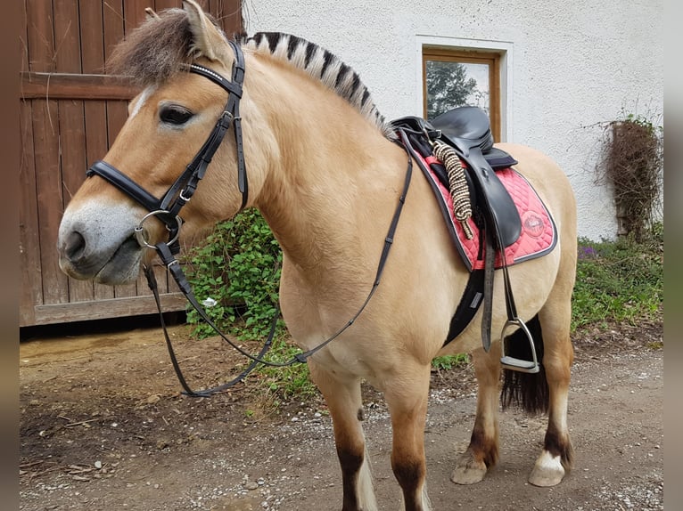 Caballo del fiordo noruego (Fjord) Yegua 16 años 141 cm Bayo in Neumarkt-Sankt Veit