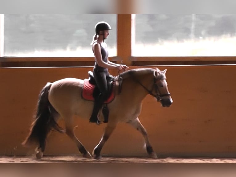 Caballo del fiordo noruego (Fjord) Yegua 16 años 141 cm Bayo in Neumarkt-Sankt Veit