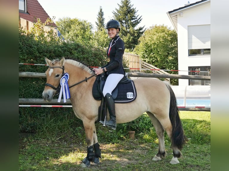 Caballo del fiordo noruego (Fjord) Yegua 16 años 141 cm Bayo in Neumarkt-Sankt Veit