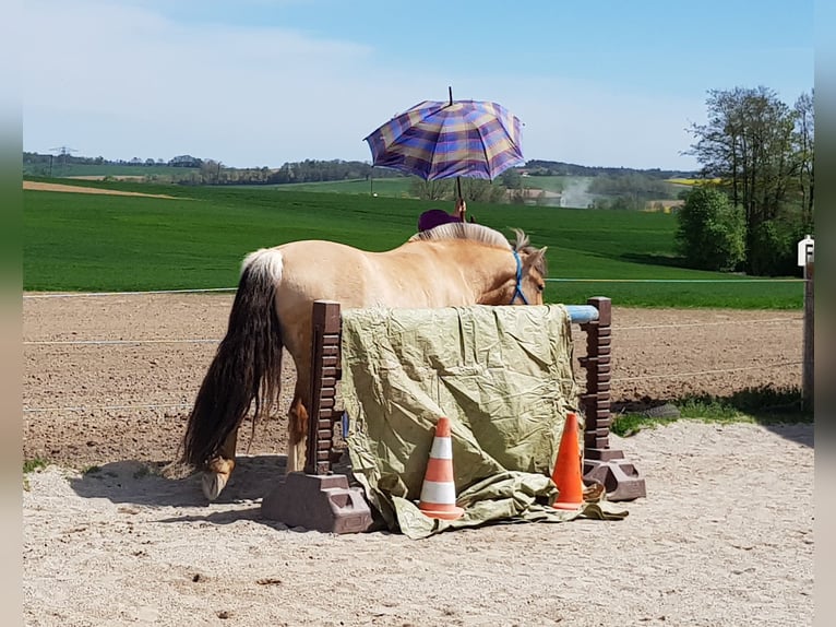 Caballo del fiordo noruego (Fjord) Yegua 16 años 141 cm Bayo in Neumarkt-Sankt Veit