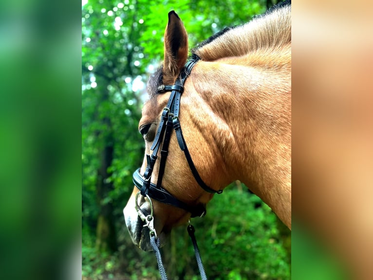 Caballo del fiordo noruego (Fjord) Yegua 16 años 145 cm Bayo in Zwickau