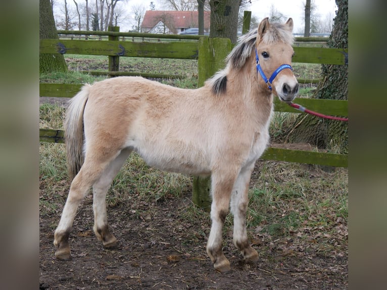 Caballo del fiordo noruego (Fjord) Yegua 1 año 114 cm in Dorsten