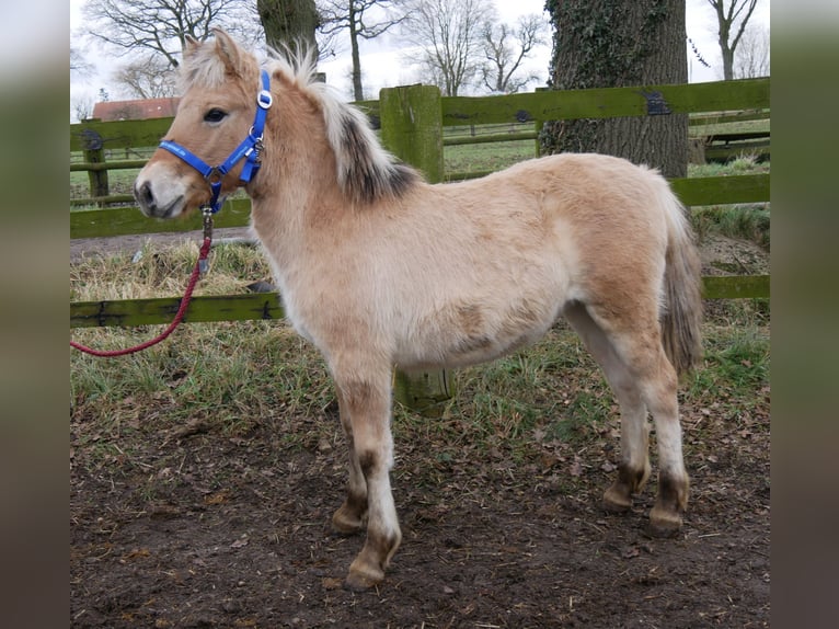 Caballo del fiordo noruego (Fjord) Yegua 1 año 114 cm in Dorsten