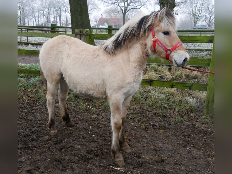 Caballo del fiordo noruego (Fjord) Yegua 1 año 125 cm in Dorsten