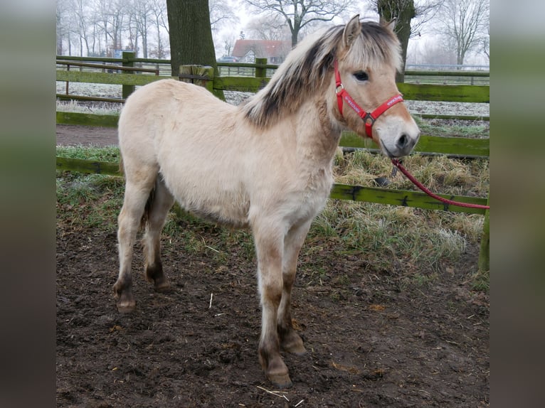 Caballo del fiordo noruego (Fjord) Yegua 1 año 125 cm in Dorsten