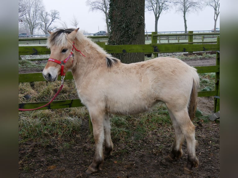 Caballo del fiordo noruego (Fjord) Yegua 1 año 125 cm in Dorsten