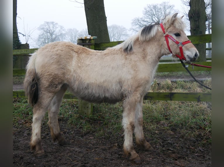 Caballo del fiordo noruego (Fjord) Yegua 1 año 127 cm in Dorsten