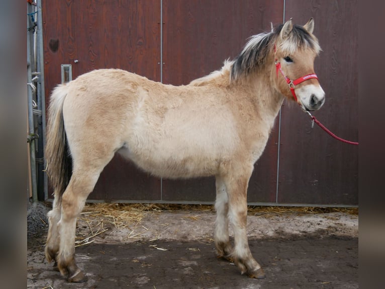 Caballo del fiordo noruego (Fjord) Yegua 1 año 129 cm in Dorsten