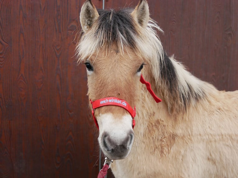 Caballo del fiordo noruego (Fjord) Yegua 1 año 129 cm in Dorsten