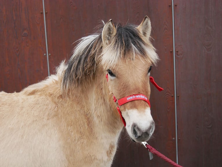 Caballo del fiordo noruego (Fjord) Yegua 1 año 129 cm in Dorsten