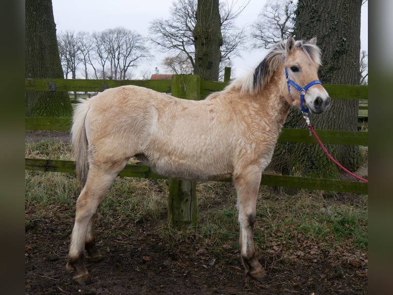 Caballo del fiordo noruego (Fjord) Yegua 1 año 132 cm in Dorsten