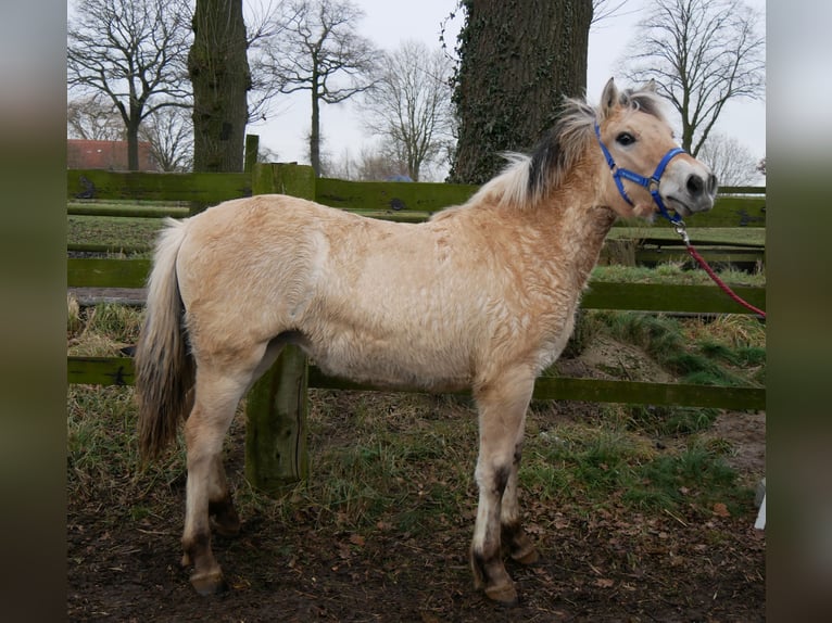 Caballo del fiordo noruego (Fjord) Yegua 1 año 132 cm in Dorsten