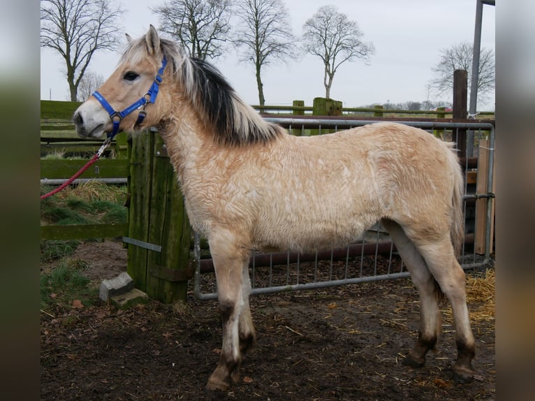 Caballo del fiordo noruego (Fjord) Yegua 1 año 132 cm in Dorsten