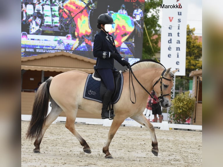 Caballo del fiordo noruego (Fjord) Mestizo Yegua 1 año 140 cm Bayo in Orbottyan