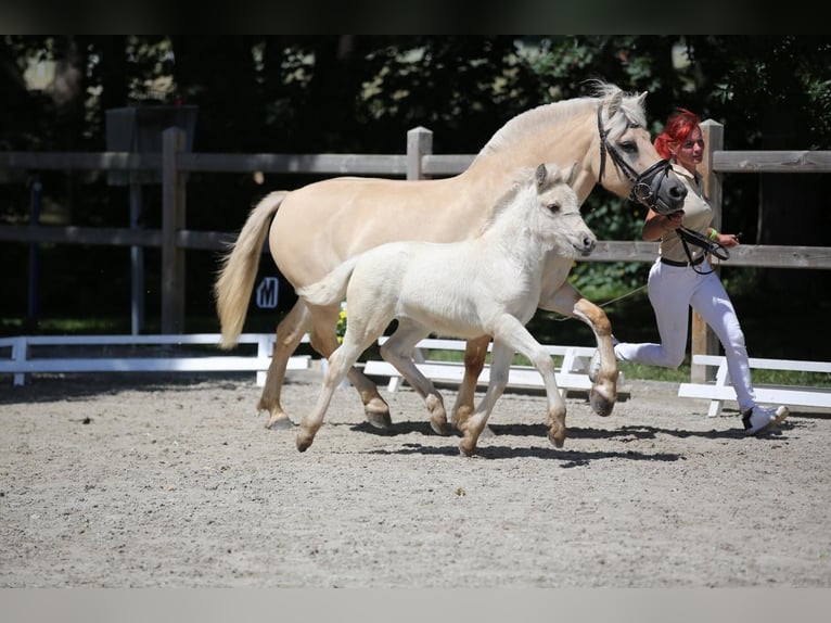 Caballo del fiordo noruego (Fjord) Yegua 1 año 146 cm Red Dun/Cervuno in Plaue