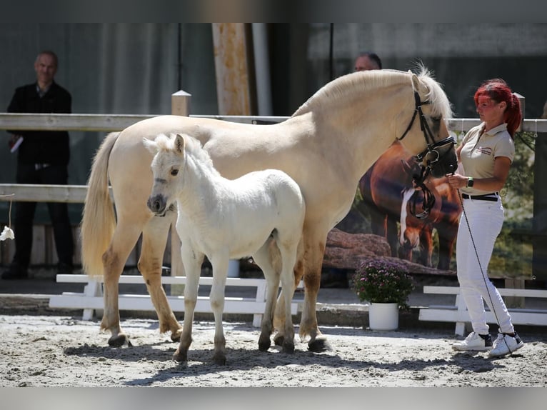 Caballo del fiordo noruego (Fjord) Yegua 1 año 146 cm Red Dun/Cervuno in Plaue