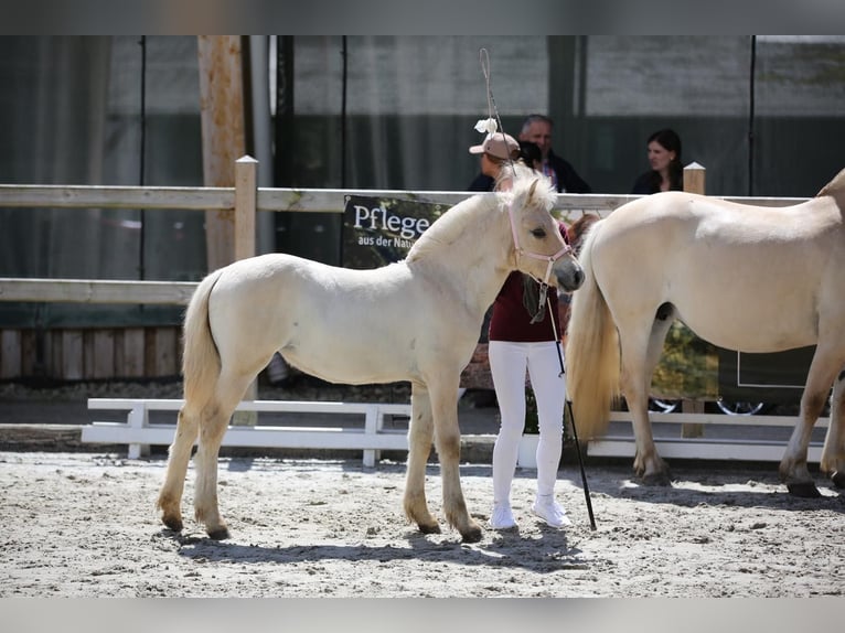 Caballo del fiordo noruego (Fjord) Yegua 1 año 146 cm Red Dun/Cervuno in Plaue