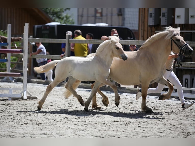 Caballo del fiordo noruego (Fjord) Yegua 1 año 146 cm Red Dun/Cervuno in Plaue