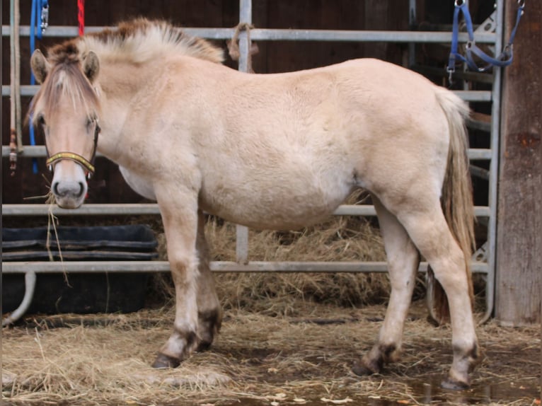 Caballo del fiordo noruego (Fjord) Yegua 1 año 150 cm Bayo in MiehlenGemmerich