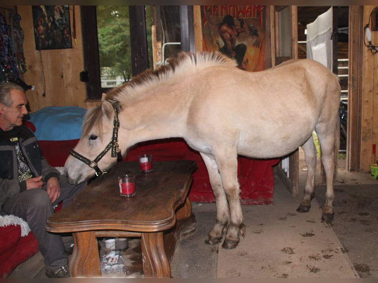 Caballo del fiordo noruego (Fjord) Yegua 1 año 150 cm Bayo in MiehlenGemmerich