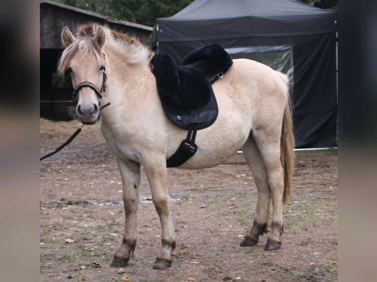 Caballo del fiordo noruego (Fjord) Yegua 1 año 150 cm Bayo in MiehlenGemmerich