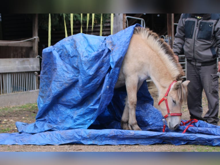 Caballo del fiordo noruego (Fjord) Yegua 1 año 150 cm Bayo in MiehlenGemmerich