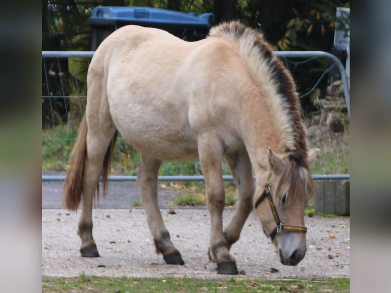 Caballo del fiordo noruego (Fjord) Yegua 1 año 150 cm Bayo in MiehlenGemmerich