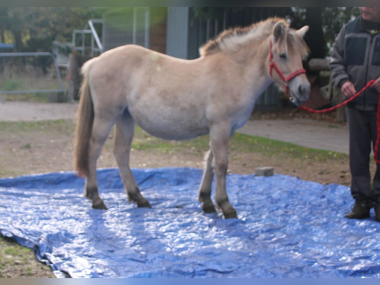 Caballo del fiordo noruego (Fjord) Yegua 1 año 150 cm Bayo in MiehlenGemmerich